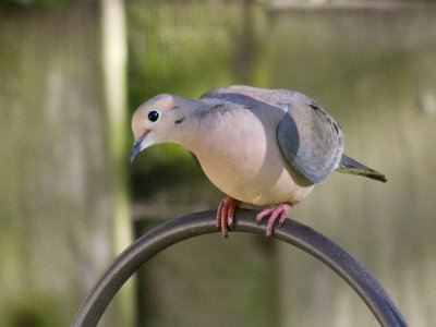 Mourning Dove