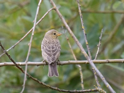 Brown-headed Cowbird