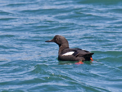 Pigeon Guillemot