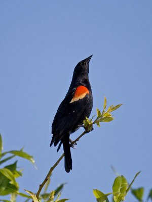 Red-winged Blackbird