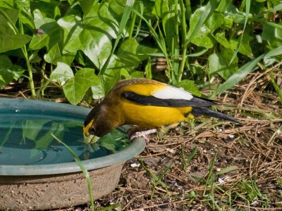 Evening Grosbeak