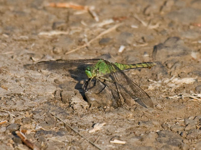 IMG_1563 green Dragonfly.jpg
