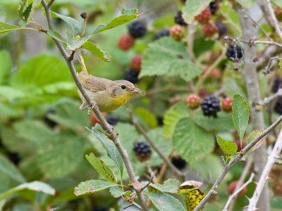 Common Yellowthroat