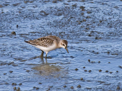 Semipalmated Sandpiper