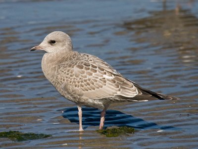 Ring-billed Gull