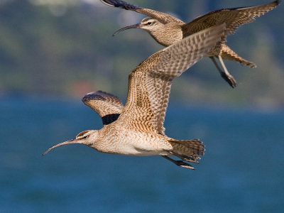 Whimbrel