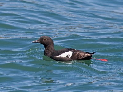 Pigeon Guillemot