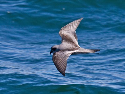 Fork-tailed Storm-Petrel