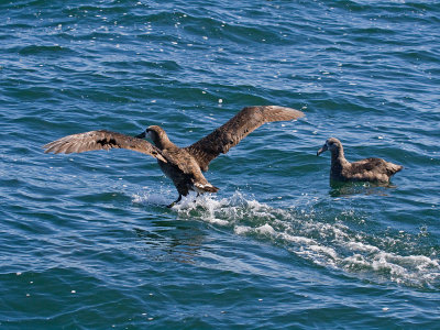 Black-footed Albatross