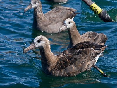 Black-footed Albatross A386