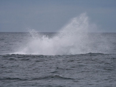 humpback whale splash