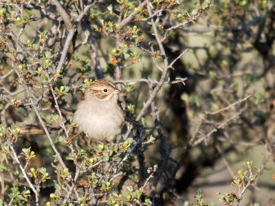 Brewer's Sparrow