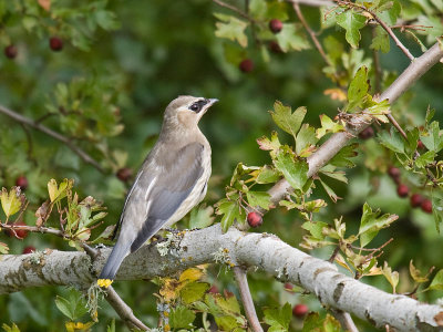 Cedar Waxwing