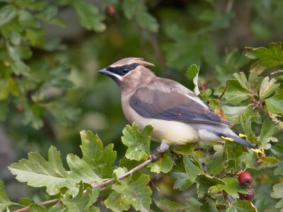 Cedar Waxwing