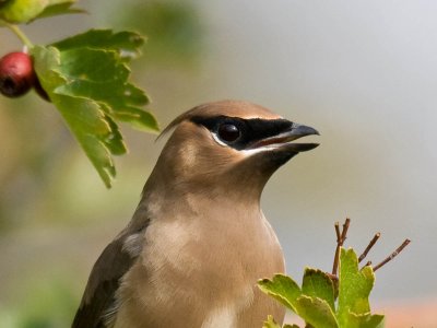 Cedar Waxwing