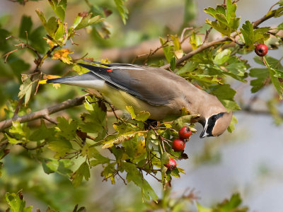 Cedar Waxwing