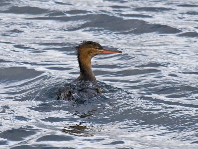 Red-breasted Merganser