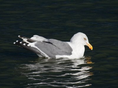 Western Gull