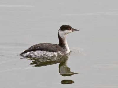 Horned Grebe