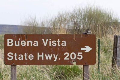 Buena Vista sign Common Nighthawk