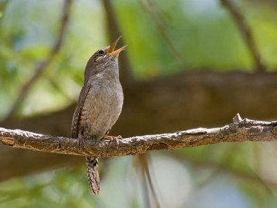 House Wren