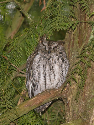 Western Screech-Owl