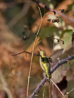 Anna's Hummingbird