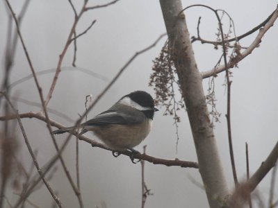 Black-capped Chickadee in the fog