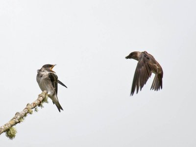 Purple Martin