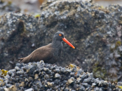 Black Oystercatcher