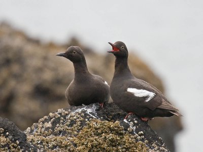 Pigeon Guillemot