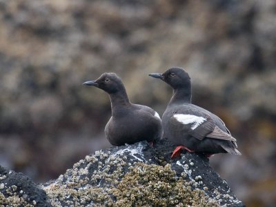 Pigeon Guillemot