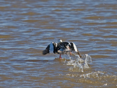 Bufflehead