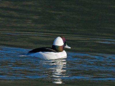 Bufflehead