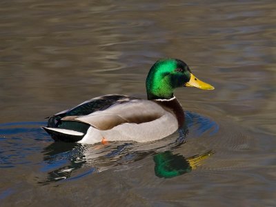 Mallard