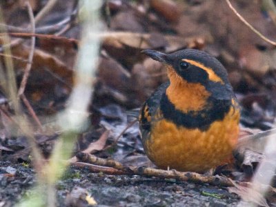 Varied Thrush