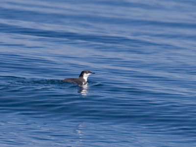 Scripps's Murrelet