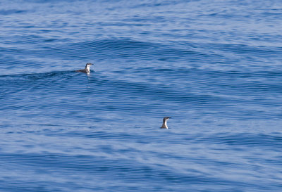 Scripps's Murrelet