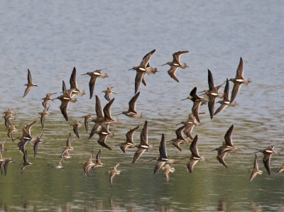 Long-billed Dowitcher and Western Sandpiper