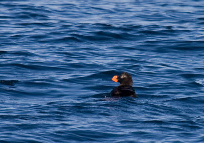 Tufted Puffin