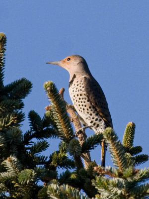 Yellow-shafted flicker