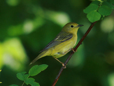 Yellow Warbler