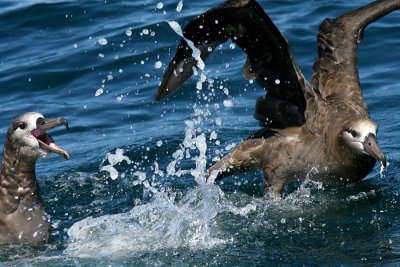 Black-footed Albatross