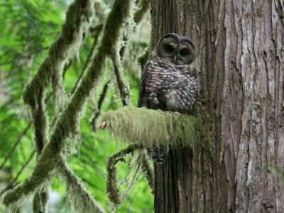 Spotted Owl