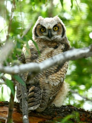 Great Horned Owl