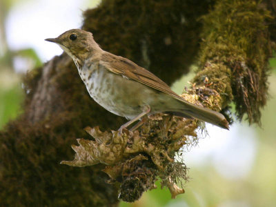 Swainson's Thrush