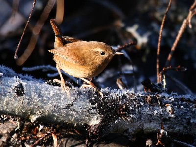 Pacific Wren