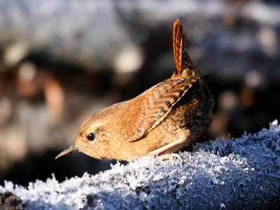 Wrens and Dippers