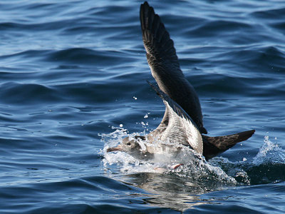 Pink-footed Shearwater