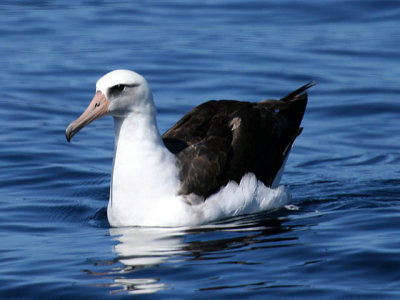 Albatrosses, Shearwaters, Petrels